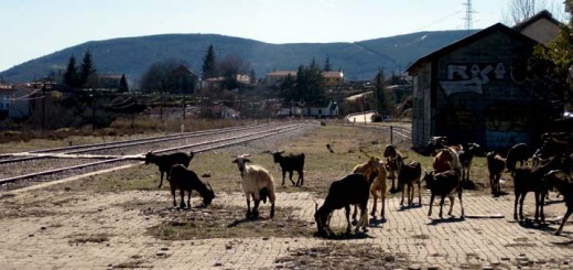 Rebaño de cabras en la estación de Robregordo