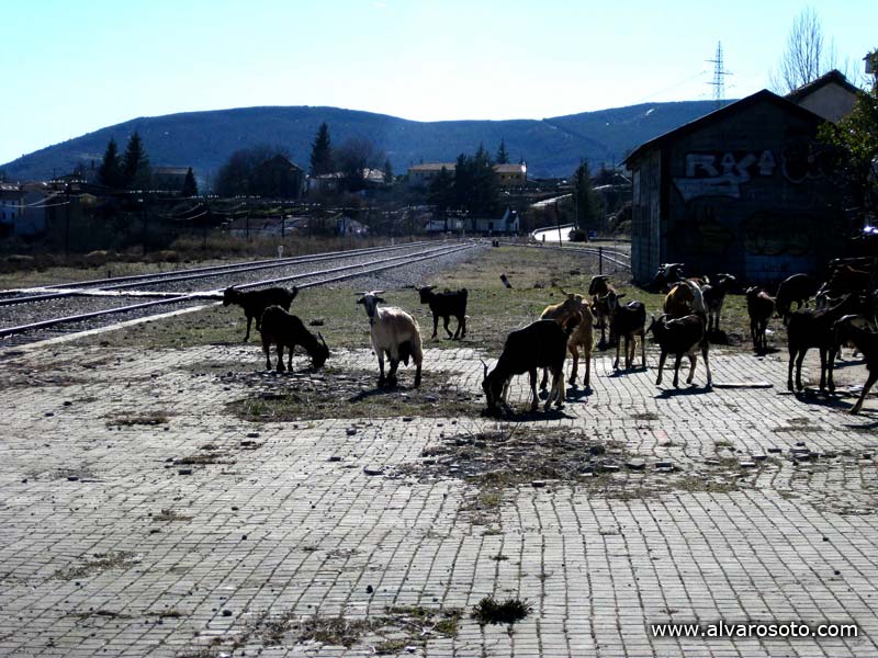 Rebaño de cabras en la estación de Robregordo
