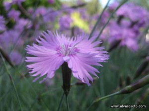 Una flor del jardín botánico de Akureyri